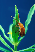 Aphthona Chrysomelidae EU As flava flea beetle Via dit soort dieren en de onvergeeflijke zonde op ze door de saahir wordt de mens geestelijk ermee geïnfecteerd/bezweert, met alle gevolgen van dien en zowiezo gepaard met voedselvergiftiging!